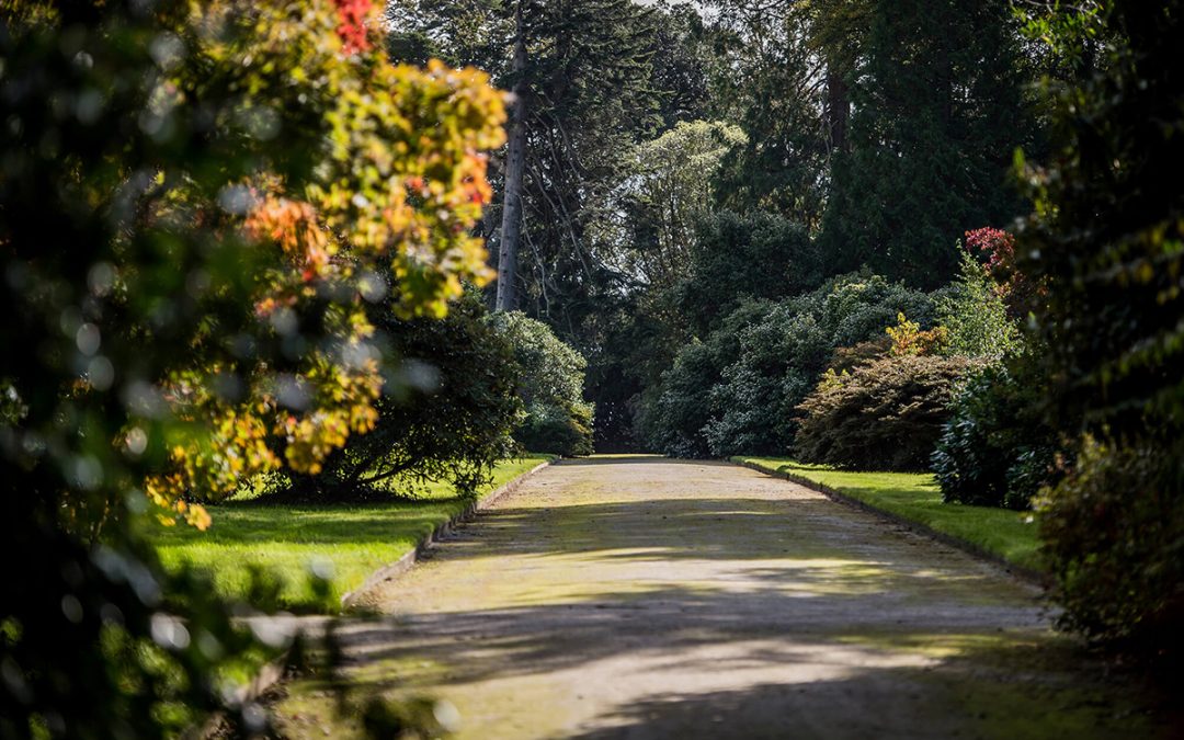 Tregothnan unveils world-first plans for International Tea Centre