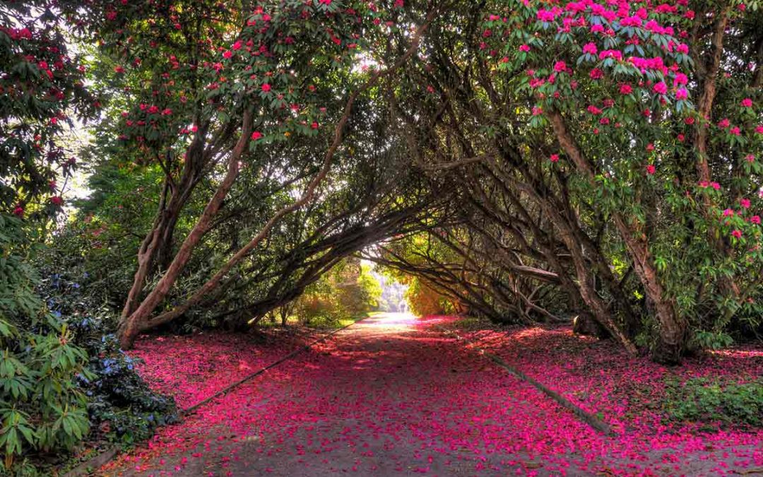 Top Tips from Cornwall’s Expert Head Gardeners