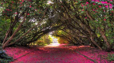 Tregothnan Garden - Great Gardens of Cornwall