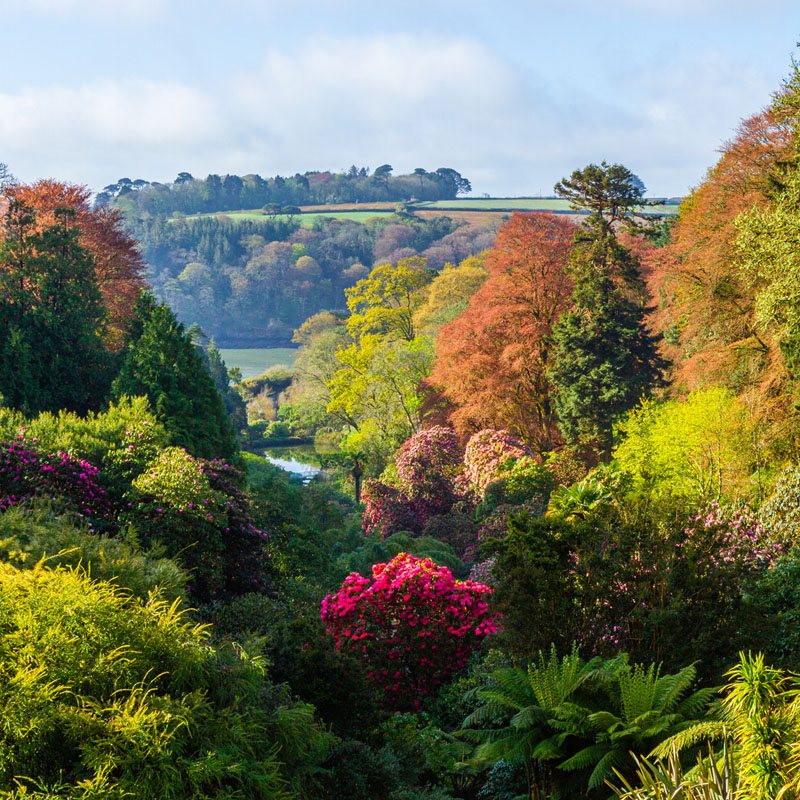 Trebah Garden The Great Gardens of Cornwall