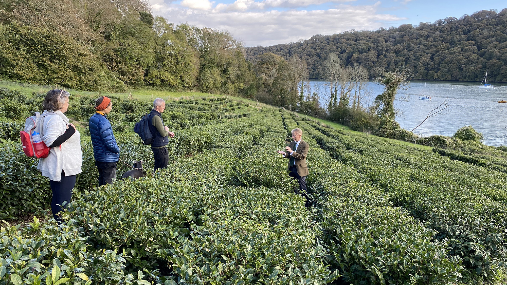 tea and orchard tour in Halwyn Tea Plantation