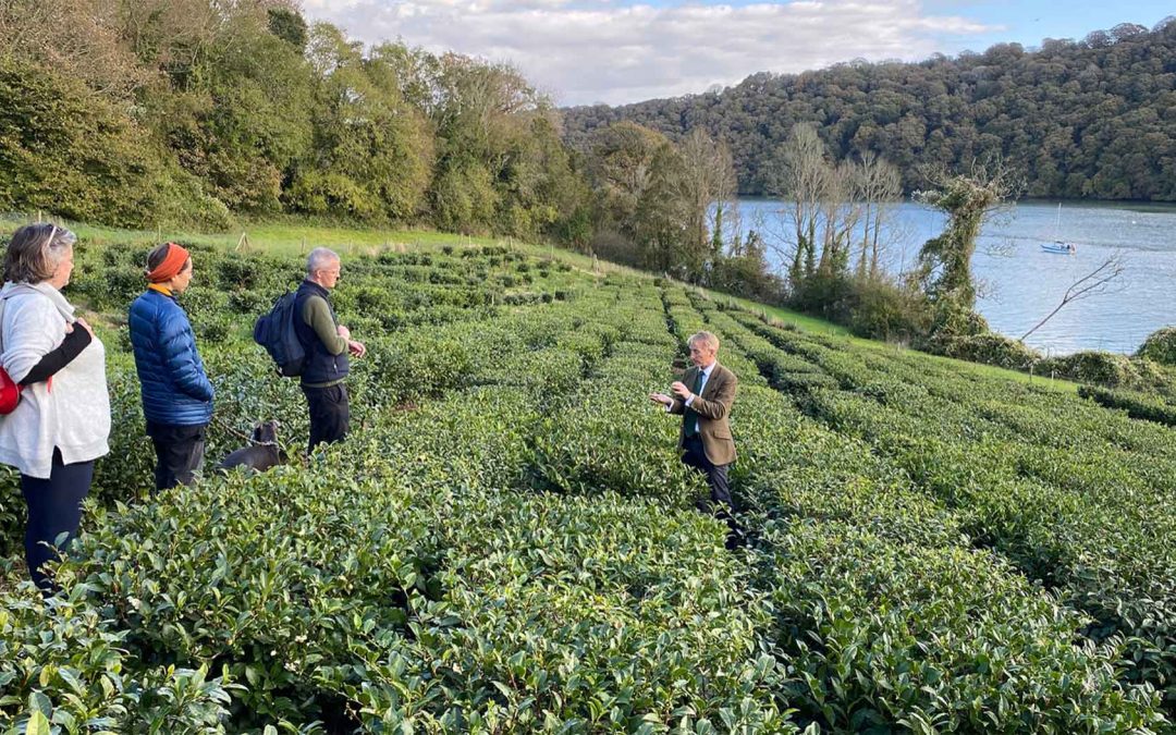 Top 3 Gardens to Visit in Mid-Cornwall