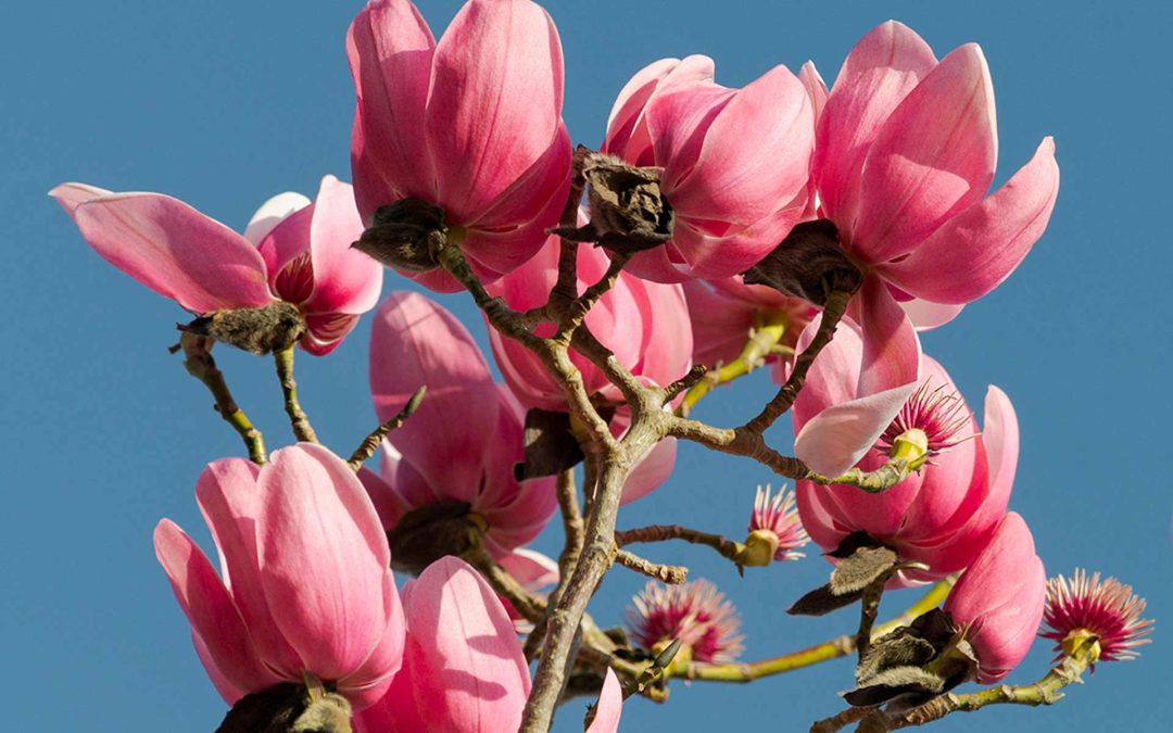 What’s happening around The Great Gardens of Cornwall in 2023