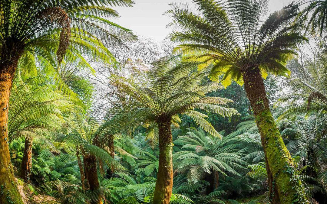 Trewidden: A Story of Ancient Tin Mines, Glorious Tree Ferns and the historic Bolitho Family Estate