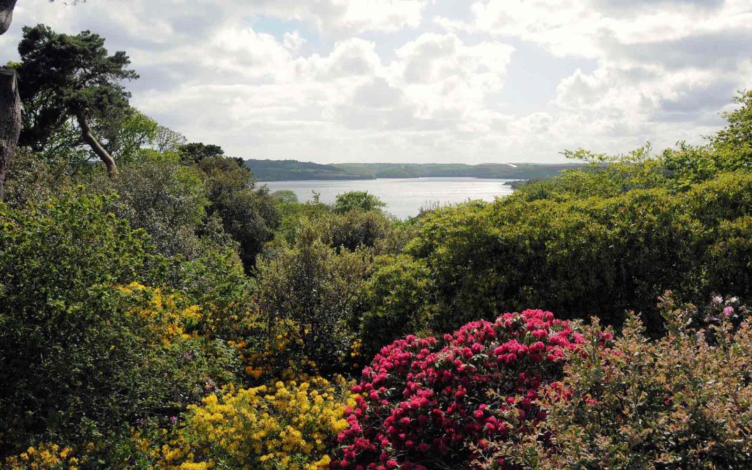 Antony Woodland Garden: A Story of Stunning Woodland, Glorious River Views, Camellias and The Historic Antony Estate