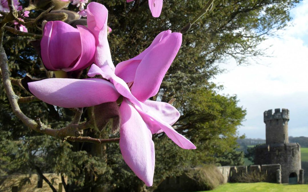 Caerhays Castle and Spring Gardens: A Story of Plant Hunting Expeditions, Garden Diaries, and Constant Evolution