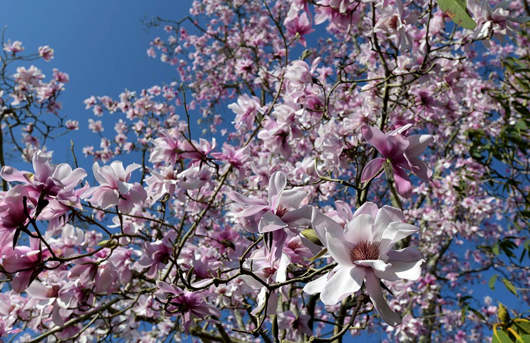 Caerhays-Magnolias-Great-Gardens-of-Cornwall Eden Project Cornwall