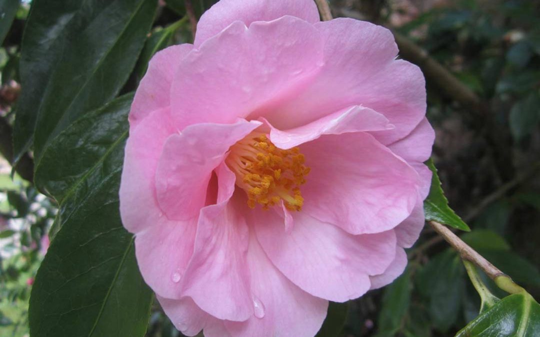 Tregrehan Garden: A Story of the Carlyon Family, a Spectacular Arboretum, Plant Hunting Expeditions and Cornwall’s Temperate Rainforest.