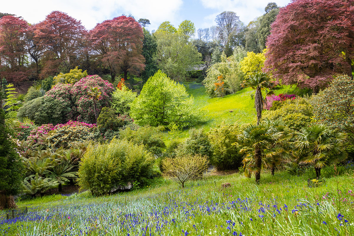 View of the Chilean Coomb from Radiata Path at Trebah Garden