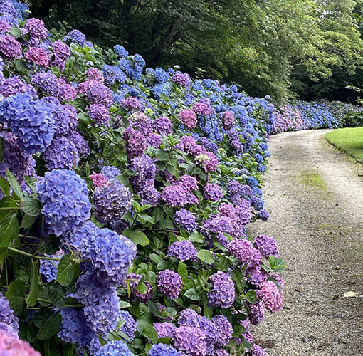 Bonython Estate Gardens - The Great Gardens of Cornwall