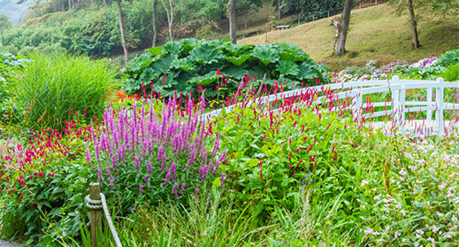 Bonython Estate Gardens - The Great Gardens of Cornwall