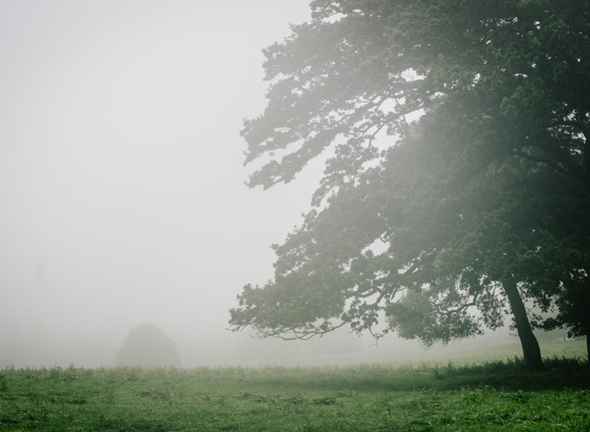 Cloudy-mist-trewithen-great-gardens Bonython Estate Gardens - The Great Gardens of Cornwall