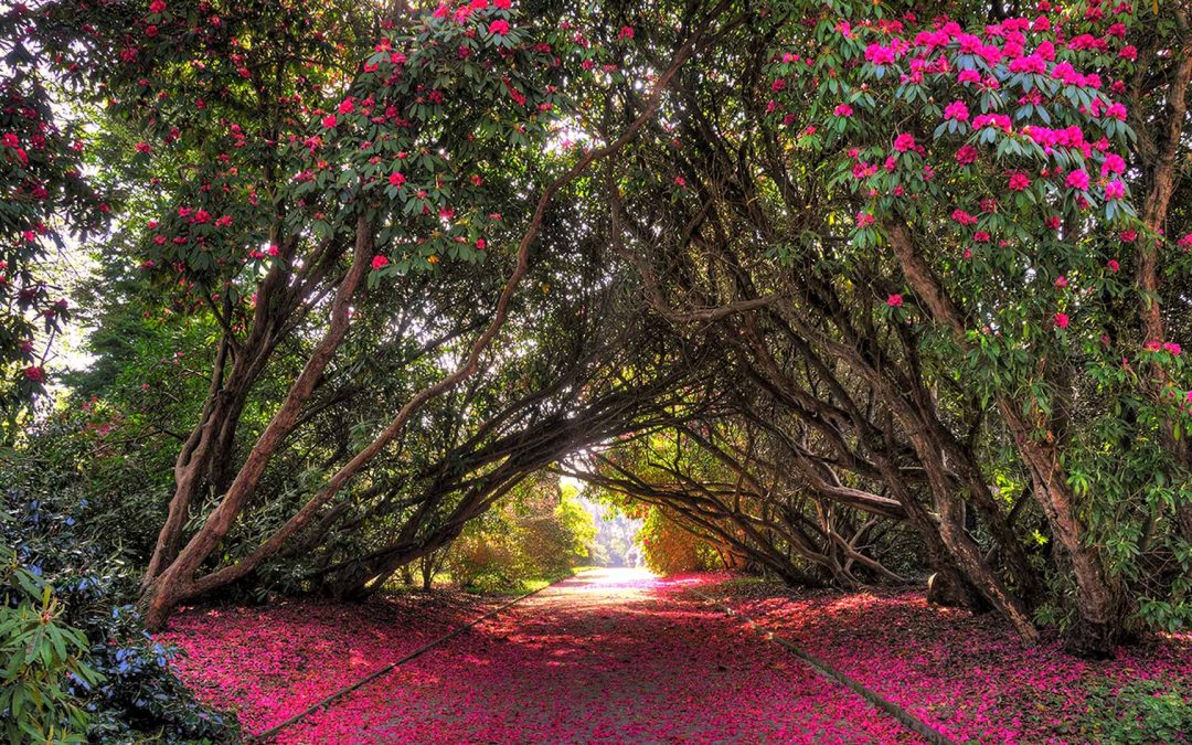 Tregothnan: The story of The House at The Head of The Valley, The Boscawen Seat, Camellias of all Varieties and a Real Life Dinosaur Tree.