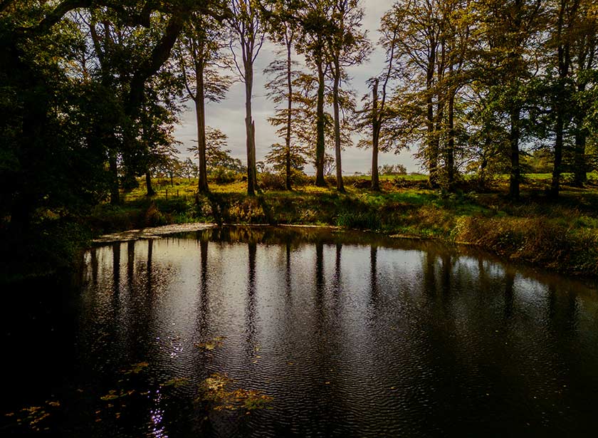Trewithen-DannyNorth-great-gardens Bonython Estate Gardens - The Great Gardens of Cornwall