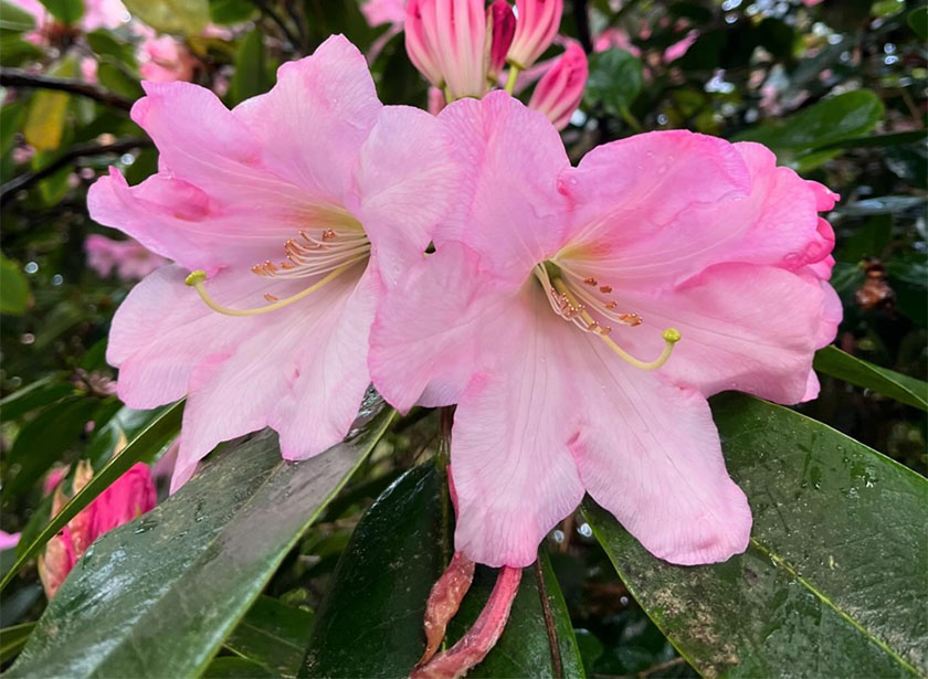 pink-flowers-trewithen-great-gardens