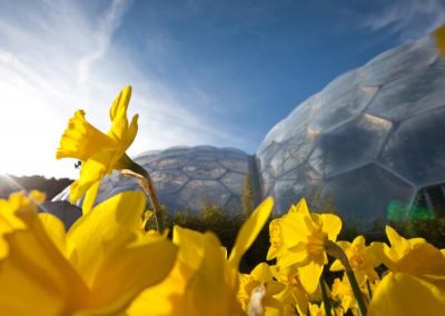 Spring Worldwide: Discover Cornwall’s Great Gardens in Global Bloom