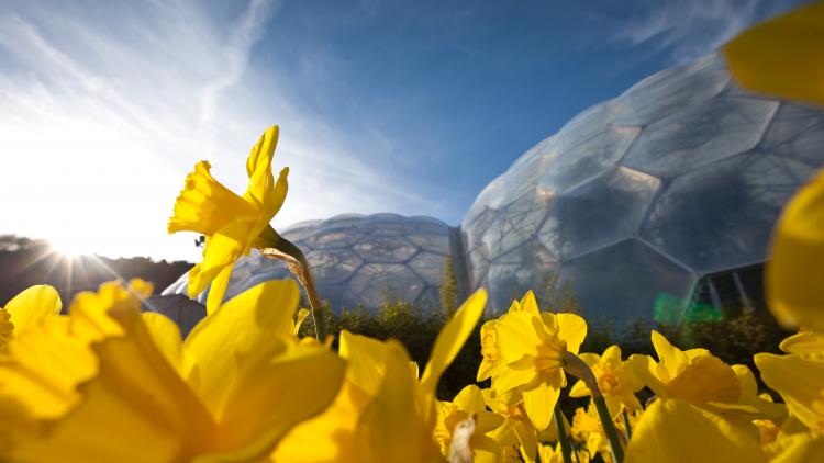 Spring Worldwide: Discover Cornwall’s Great Gardens in Global Bloom