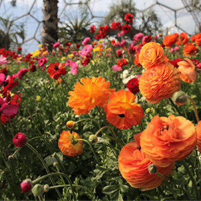 Outside view of the Valhalla Museum at Tresco, with a number of viking statues visible on the external of the building.