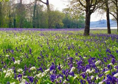 Woodland Light and Seasonal Structure: Spring in Cornwall and Belgium
