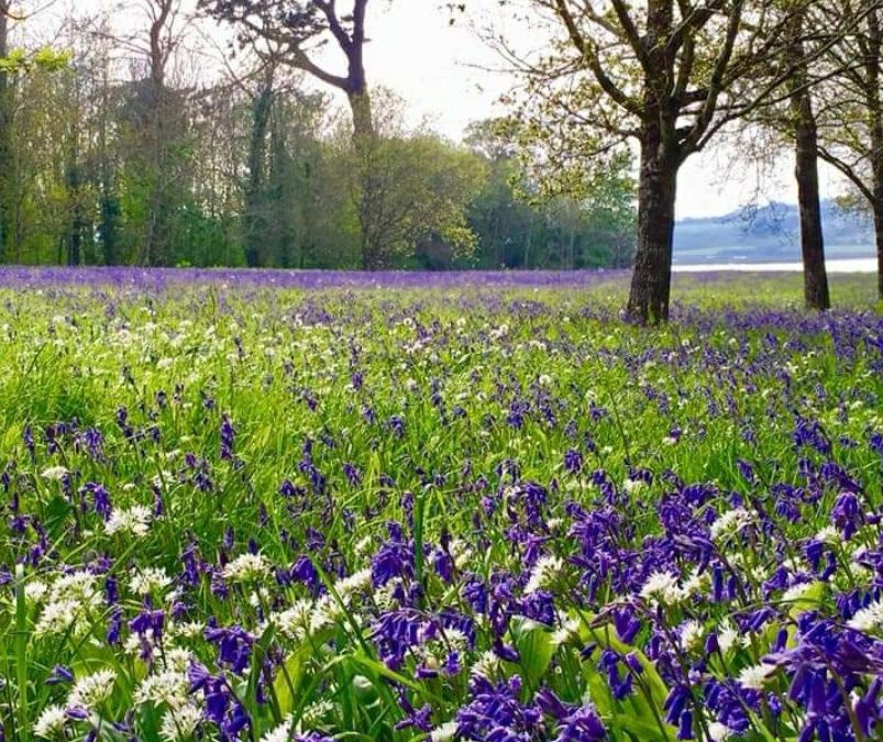Woodland Light and Seasonal Structure: Spring in Cornwall and Belgium