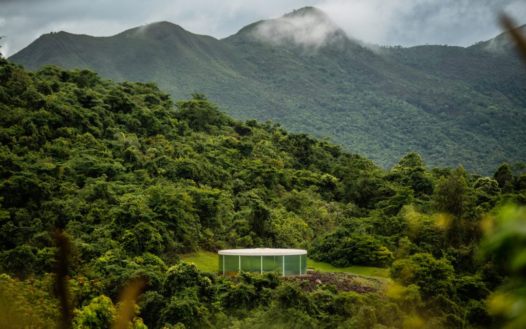 Bluebells and Ipê Trees: Spring in Cornwall and Brazil