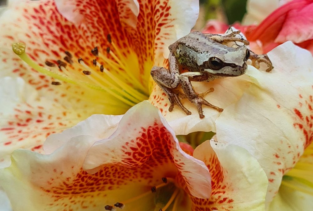 Spring in Cornwall and Tasmania