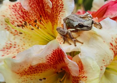 Valleys of Bloom: Spring in Cornwall and Tasmania