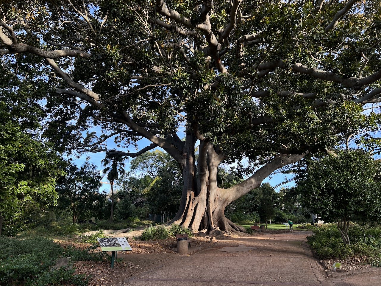 Arderne_1_Moreton Bay Fig tree (Marie Frei)