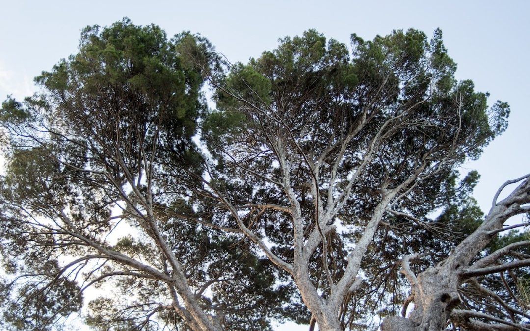 Magnolias and Canopies: Spring in Cornwall and Cape Town