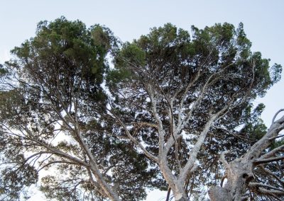 Magnolias and Canopies: Spring in Cornwall and Cape Town
