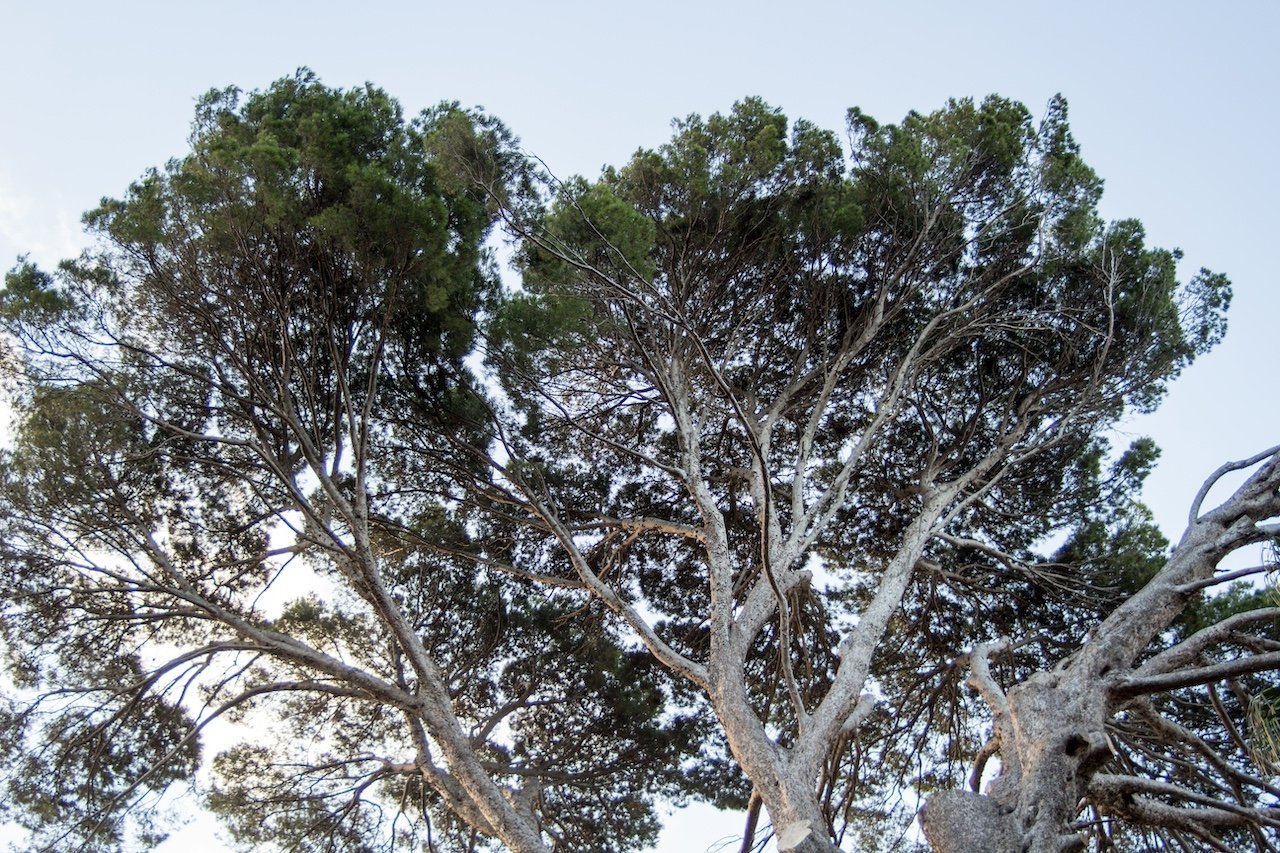 Arderne_3_Aleppo Pine tree (Marie Frei)