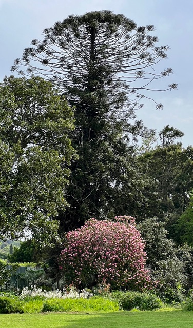 Arderne_Australian Araucaria Bidwilli