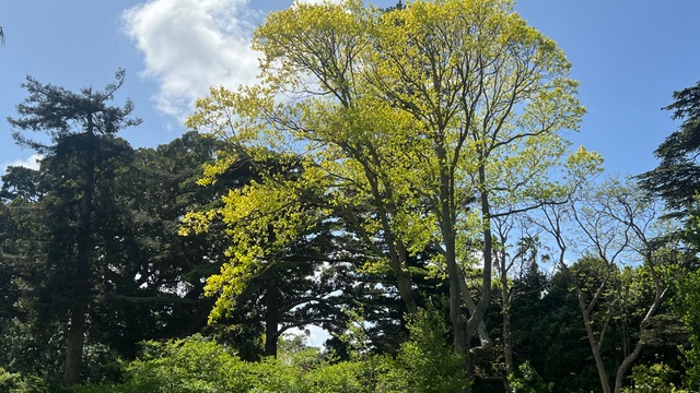 Arderne_Deciduous