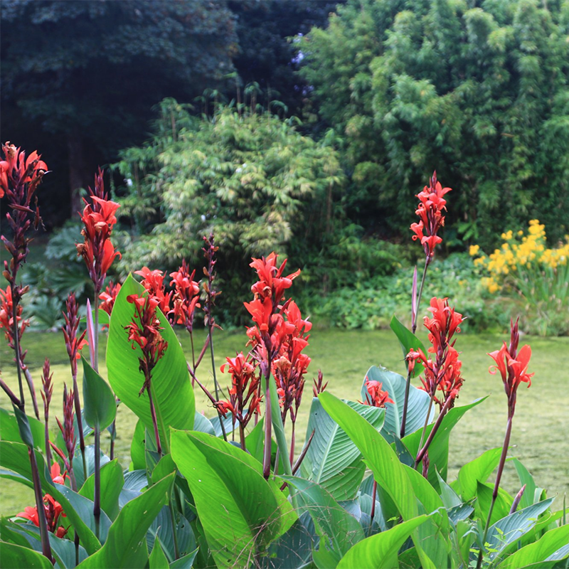Bonython_5_Flowers