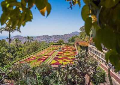 Rhododendrons and Bougainvillea: Spring in Cornwall and Madeira