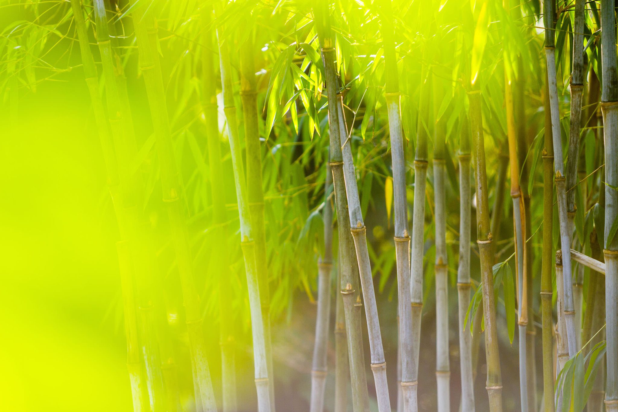 Trebah_bamboo