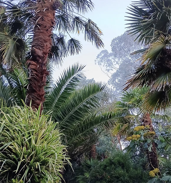 Palms and palm trees give the garden an amazing sense of height.