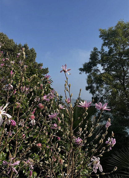 Flourishes of pink flowers