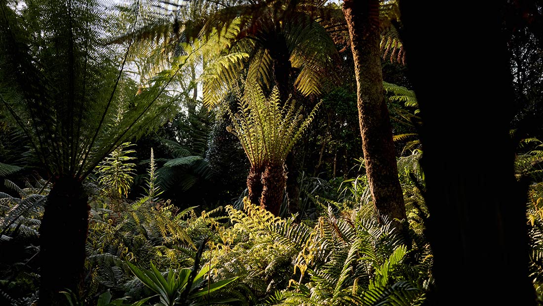 Palm trees and various ferns create a sub-tropical paradise