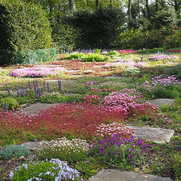 Flourishes of pink flowers
