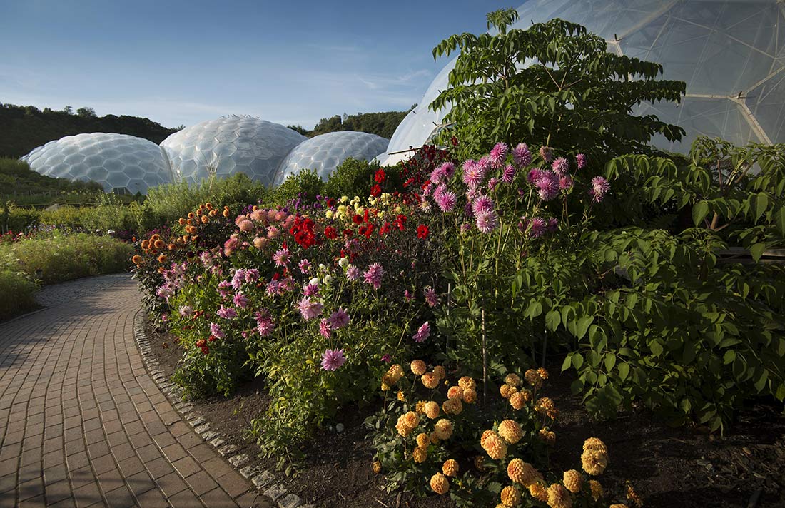 Flourishes of pink flowers