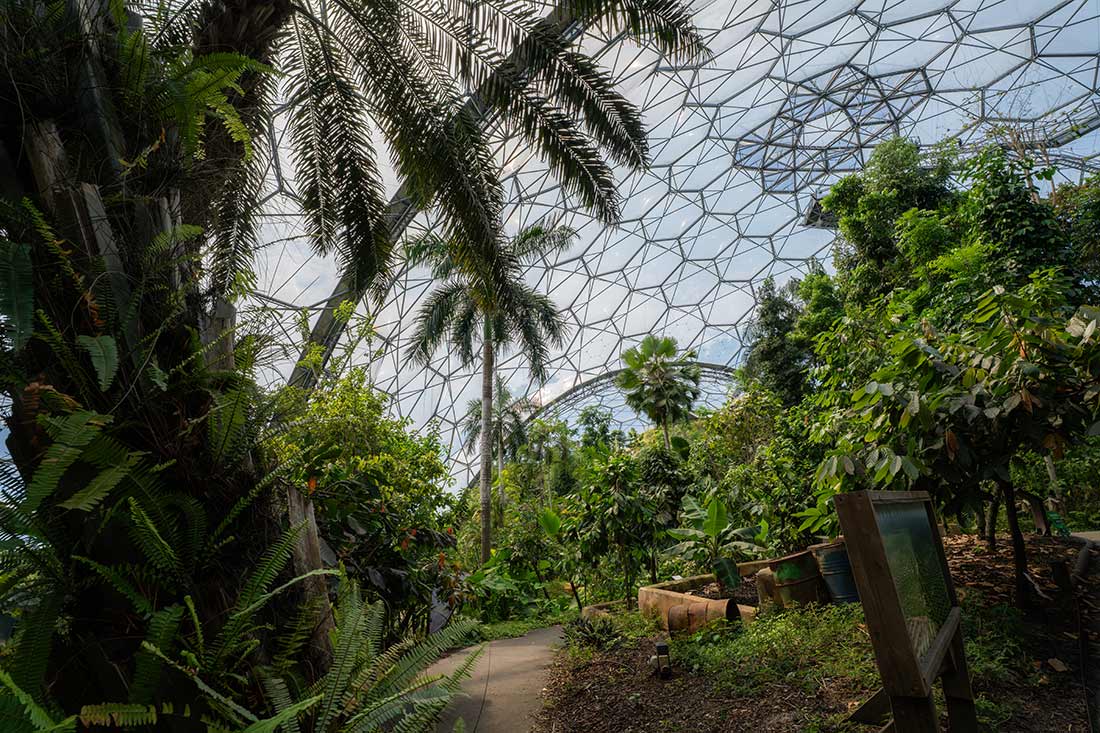 Palms and palm trees give the garden an amazing sense of height.