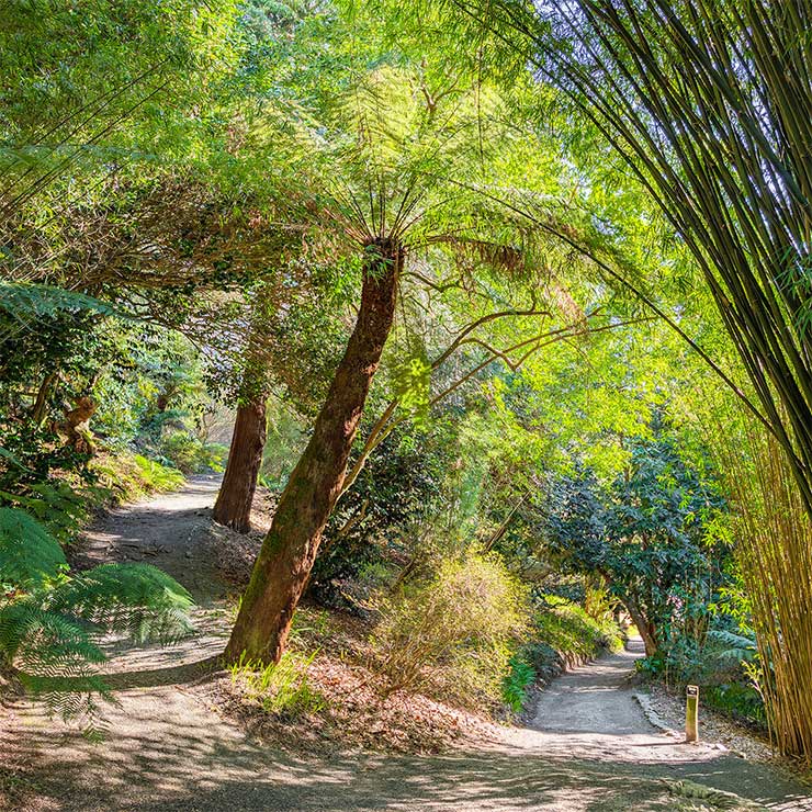 Palms and palm trees give the garden an amazing sense of height.